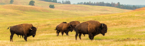 Bisons, USA