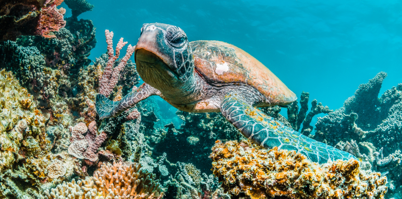 Tortue au Molokini Crater, Hawaï, USA