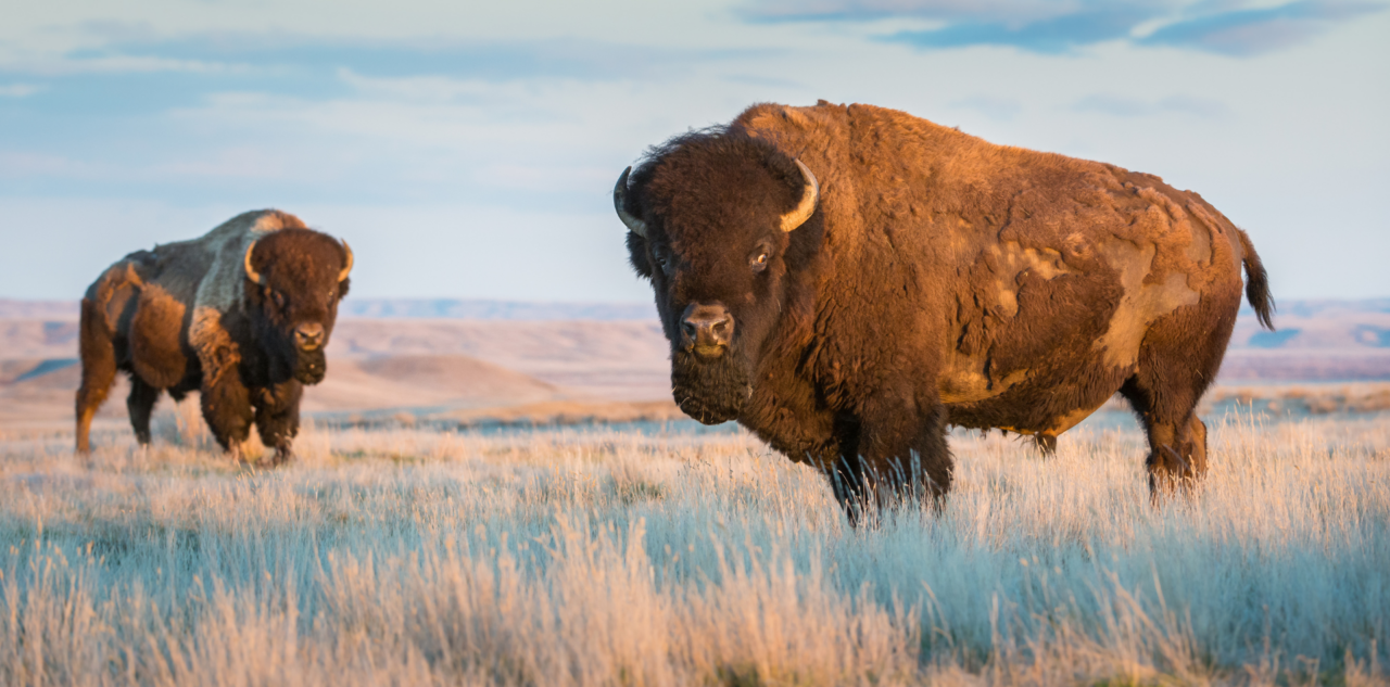 Bisons des Grandes Plaines du Nevada, USA