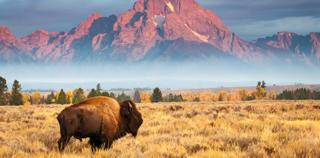 Bison des plaines, Rocheuses, USA