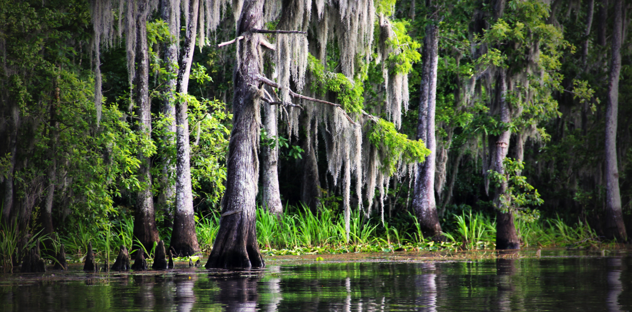 Bayou de Louisiane