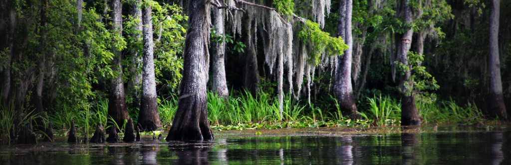 Bayou Louisiane