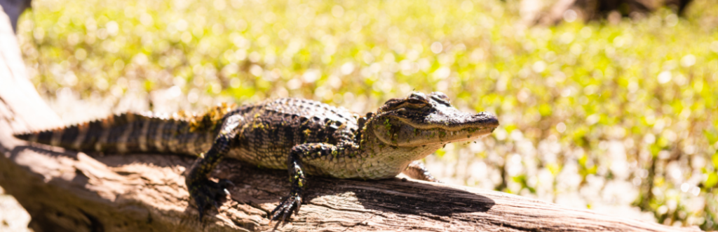 Bayou Louisiane, Lake Martin, alligator