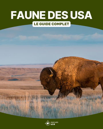 Un bison d'Amérique dans une plaine des USA