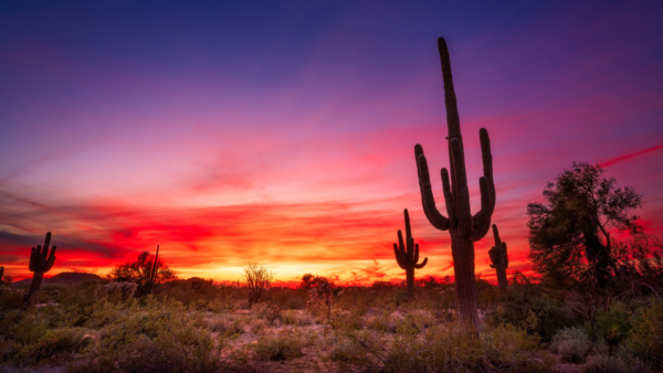 Voyage en Arizona cactus désert et ranch de l'ouest américain